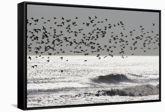 Sanderling (Calidris alba) flock, in flight, silhouetted over sea, New York-Mike Lane-Framed Stretched Canvas