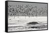 Sanderling (Calidris alba) flock, in flight, silhouetted over sea, New York-Mike Lane-Framed Stretched Canvas