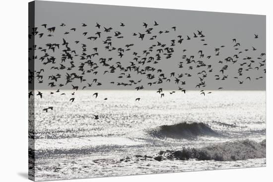 Sanderling (Calidris alba) flock, in flight, silhouetted over sea, New York-Mike Lane-Stretched Canvas