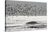 Sanderling (Calidris alba) flock, in flight, silhouetted over sea, New York-Mike Lane-Stretched Canvas
