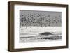 Sanderling (Calidris alba) flock, in flight, silhouetted over sea, New York-Mike Lane-Framed Photographic Print