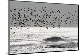 Sanderling (Calidris alba) flock, in flight, silhouetted over sea, New York-Mike Lane-Mounted Photographic Print