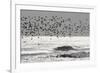 Sanderling (Calidris alba) flock, in flight, silhouetted over sea, New York-Mike Lane-Framed Photographic Print