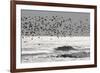 Sanderling (Calidris alba) flock, in flight, silhouetted over sea, New York-Mike Lane-Framed Photographic Print