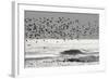 Sanderling (Calidris alba) flock, in flight, silhouetted over sea, New York-Mike Lane-Framed Photographic Print