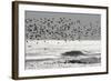 Sanderling (Calidris alba) flock, in flight, silhouetted over sea, New York-Mike Lane-Framed Photographic Print