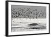 Sanderling (Calidris alba) flock, in flight, silhouetted over sea, New York-Mike Lane-Framed Photographic Print