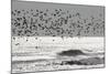 Sanderling (Calidris alba) flock, in flight, silhouetted over sea, New York-Mike Lane-Mounted Photographic Print