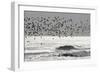 Sanderling (Calidris alba) flock, in flight, silhouetted over sea, New York-Mike Lane-Framed Photographic Print