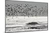 Sanderling (Calidris alba) flock, in flight, silhouetted over sea, New York-Mike Lane-Mounted Photographic Print