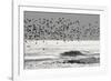 Sanderling (Calidris alba) flock, in flight, silhouetted over sea, New York-Mike Lane-Framed Photographic Print