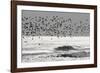 Sanderling (Calidris alba) flock, in flight, silhouetted over sea, New York-Mike Lane-Framed Photographic Print