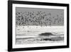 Sanderling (Calidris alba) flock, in flight, silhouetted over sea, New York-Mike Lane-Framed Photographic Print