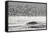 Sanderling (Calidris alba) flock, in flight, silhouetted over sea, New York-Mike Lane-Framed Stretched Canvas