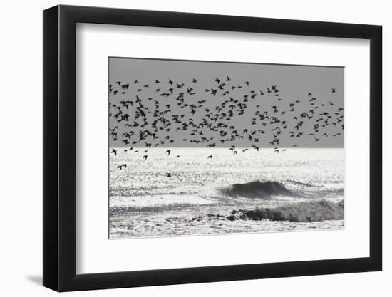 Sanderling (Calidris alba) flock, in flight, silhouetted over sea, New York-Mike Lane-Framed Photographic Print