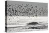 Sanderling (Calidris alba) flock, in flight, silhouetted over sea, New York-Mike Lane-Stretched Canvas