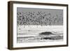 Sanderling (Calidris alba) flock, in flight, silhouetted over sea, New York-Mike Lane-Framed Photographic Print