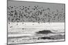 Sanderling (Calidris alba) flock, in flight, silhouetted over sea, New York-Mike Lane-Mounted Photographic Print