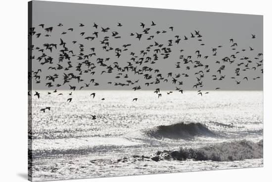 Sanderling (Calidris alba) flock, in flight, silhouetted over sea, New York-Mike Lane-Stretched Canvas