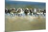 Sanderling (Calidris Alba) Flock Roosting, Böhl, Germany, April 2009-Nov?k-Mounted Premium Photographic Print