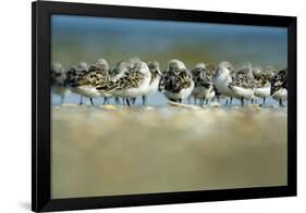 Sanderling (Calidris Alba) Flock Roosting, Böhl, Germany, April 2009-Nov?k-Framed Premium Photographic Print