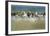 Sanderling (Calidris Alba) Flock Roosting, Böhl, Germany, April 2009-Nov?k-Framed Photographic Print