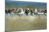 Sanderling (Calidris Alba) Flock Roosting, Böhl, Germany, April 2009-Nov?k-Mounted Photographic Print