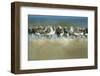 Sanderling (Calidris Alba) Flock Roosting, Böhl, Germany, April 2009-Nov?k-Framed Photographic Print