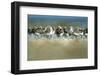 Sanderling (Calidris Alba) Flock Roosting, Böhl, Germany, April 2009-Nov?k-Framed Photographic Print