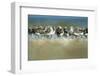 Sanderling (Calidris Alba) Flock Roosting, Böhl, Germany, April 2009-Nov?k-Framed Photographic Print