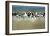 Sanderling (Calidris Alba) Flock Roosting, Böhl, Germany, April 2009-Nov?k-Framed Photographic Print