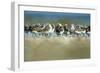 Sanderling (Calidris Alba) Flock Roosting, Böhl, Germany, April 2009-Nov?k-Framed Photographic Print