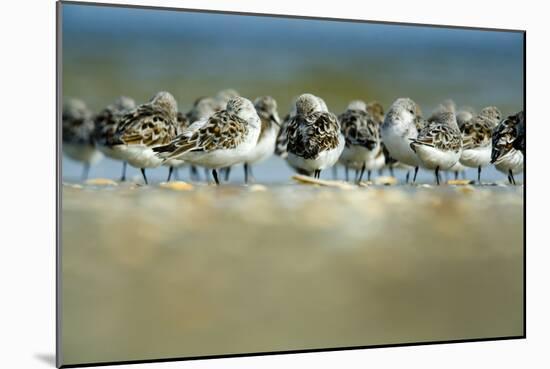 Sanderling (Calidris Alba) Flock Roosting, Böhl, Germany, April 2009-Nov?k-Mounted Photographic Print