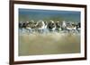 Sanderling (Calidris Alba) Flock Roosting, Böhl, Germany, April 2009-Nov?k-Framed Photographic Print