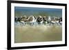 Sanderling (Calidris Alba) Flock Roosting, Böhl, Germany, April 2009-Nov?k-Framed Photographic Print