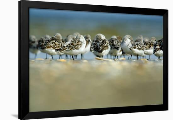 Sanderling (Calidris Alba) Flock Roosting, Böhl, Germany, April 2009-Nov?k-Framed Photographic Print