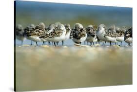 Sanderling (Calidris Alba) Flock Roosting, Böhl, Germany, April 2009-Nov?k-Stretched Canvas