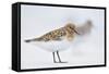 Sanderling (Calidris Alba) in Breeding Plumage, Standing on Shoreline, Outer Hebrides, Scotland, UK-Fergus Gill-Framed Stretched Canvas