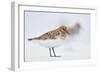 Sanderling (Calidris Alba) in Breeding Plumage, Standing on Shoreline, Outer Hebrides, Scotland, UK-Fergus Gill-Framed Photographic Print