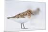 Sanderling (Calidris Alba) in Breeding Plumage, Standing on Shoreline, Outer Hebrides, Scotland, UK-Fergus Gill-Mounted Photographic Print