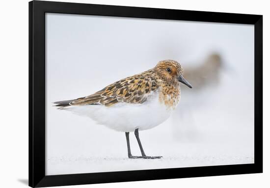 Sanderling (Calidris Alba) in Breeding Plumage, Standing on Shoreline, Outer Hebrides, Scotland, UK-Fergus Gill-Framed Photographic Print