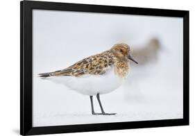 Sanderling (Calidris Alba) in Breeding Plumage, Standing on Shoreline, Outer Hebrides, Scotland, UK-Fergus Gill-Framed Photographic Print