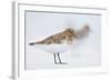 Sanderling (Calidris Alba) in Breeding Plumage, Standing on Shoreline, Outer Hebrides, Scotland, UK-Fergus Gill-Framed Photographic Print