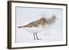 Sanderling (Calidris Alba) in Breeding Plumage, Standing on Shoreline, Outer Hebrides, Scotland, UK-Fergus Gill-Framed Photographic Print