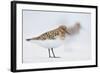 Sanderling (Calidris Alba) in Breeding Plumage, Standing on Shoreline, Outer Hebrides, Scotland, UK-Fergus Gill-Framed Photographic Print