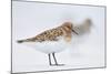 Sanderling (Calidris Alba) in Breeding Plumage, Standing on Shoreline, Outer Hebrides, Scotland, UK-Fergus Gill-Mounted Photographic Print