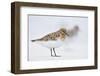 Sanderling (Calidris Alba) in Breeding Plumage, Standing on Shoreline, Outer Hebrides, Scotland, UK-Fergus Gill-Framed Photographic Print