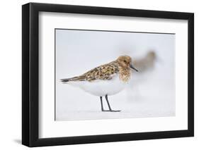 Sanderling (Calidris Alba) in Breeding Plumage, Standing on Shoreline, Outer Hebrides, Scotland, UK-Fergus Gill-Framed Photographic Print