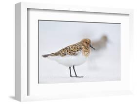 Sanderling (Calidris Alba) in Breeding Plumage, Standing on Shoreline, Outer Hebrides, Scotland, UK-Fergus Gill-Framed Photographic Print