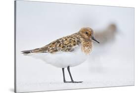 Sanderling (Calidris Alba) in Breeding Plumage, Standing on Shoreline, Outer Hebrides, Scotland, UK-Fergus Gill-Stretched Canvas